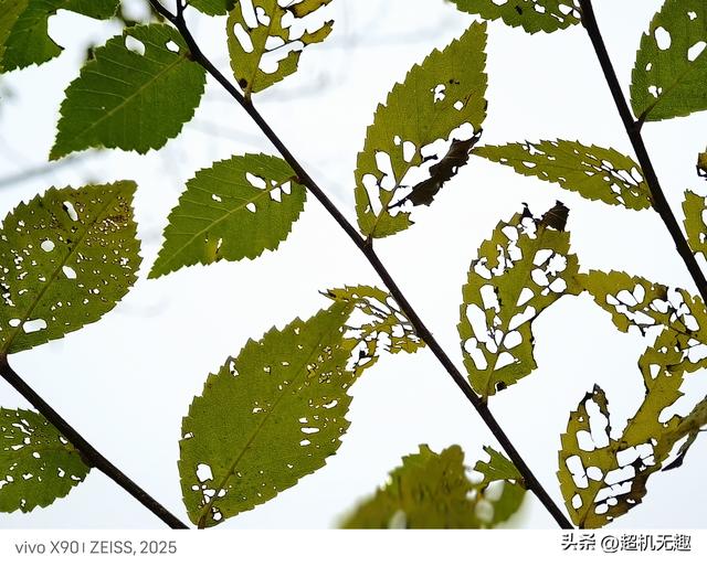 我家狗吃屎那天我的影像记录中