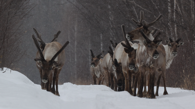 我又来呼伦贝尔了！
