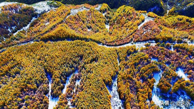 武山县四门麦山：秋红映雪