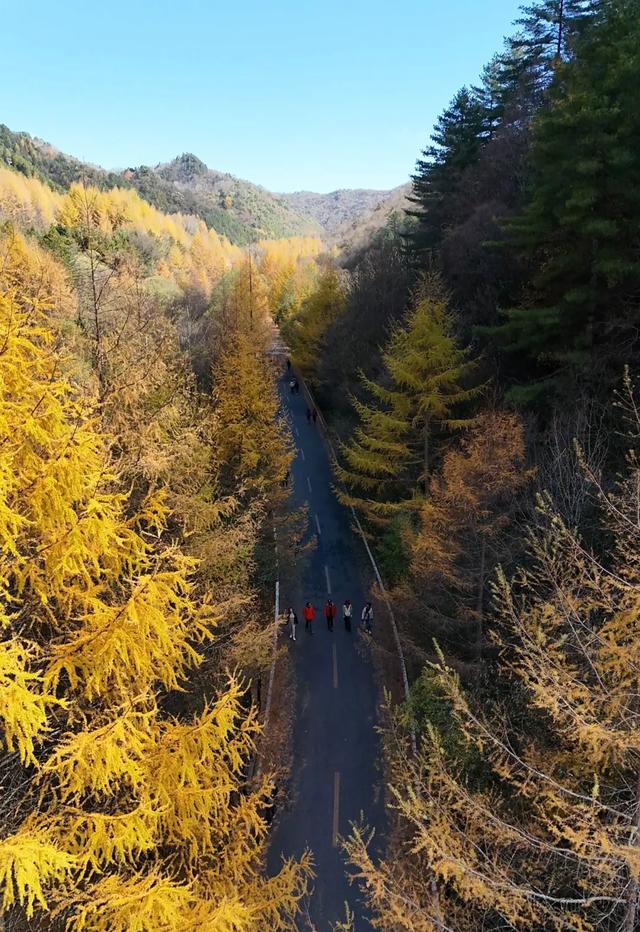 谁说秋天只有凋零?紫柏山两日游攻略来了!
