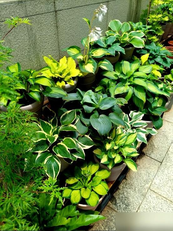 “阴花不能进阳宅”！家里若有这5种花，请赶紧“搬出去”！