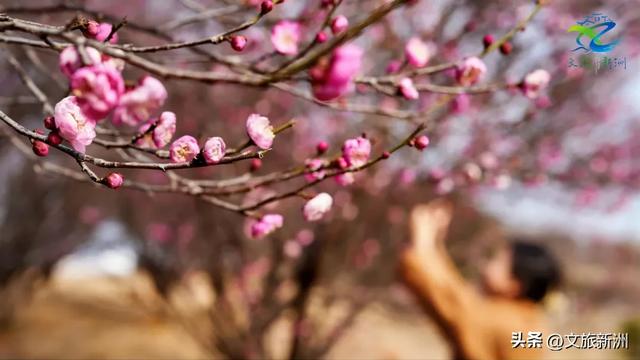 新洲梅花抢先打卡！抓住冬日第一抹绽放的色彩
