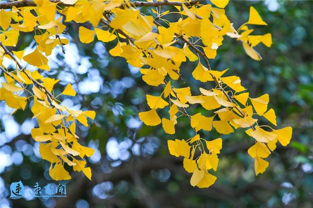 宿迁这条大道“美出圈”！满城尽带“黄金甲”，等你“杏”会