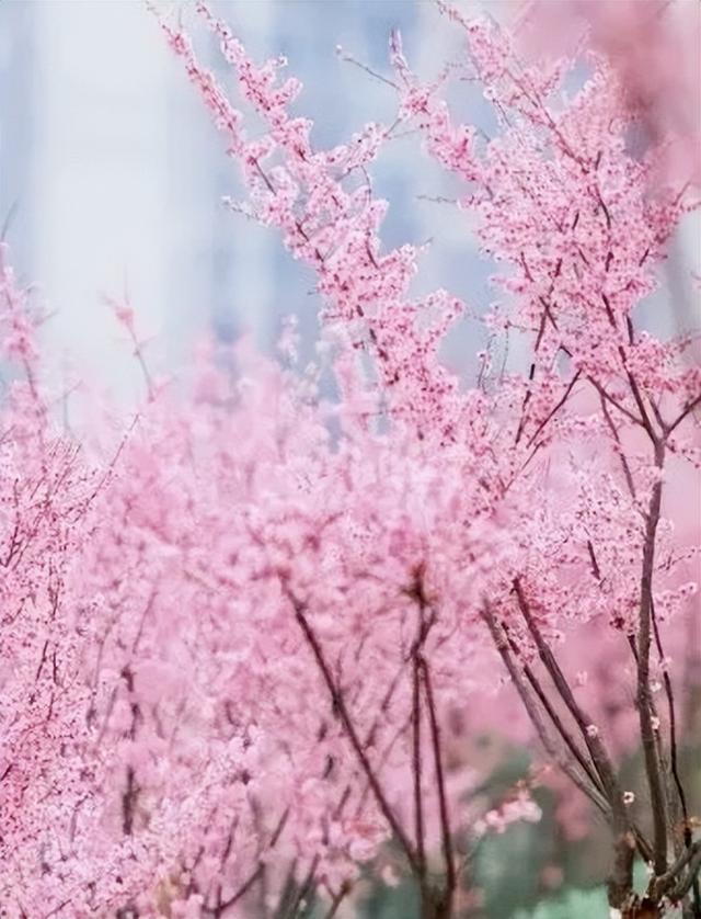 开往春天的列车，发车！这3个地方最出片！