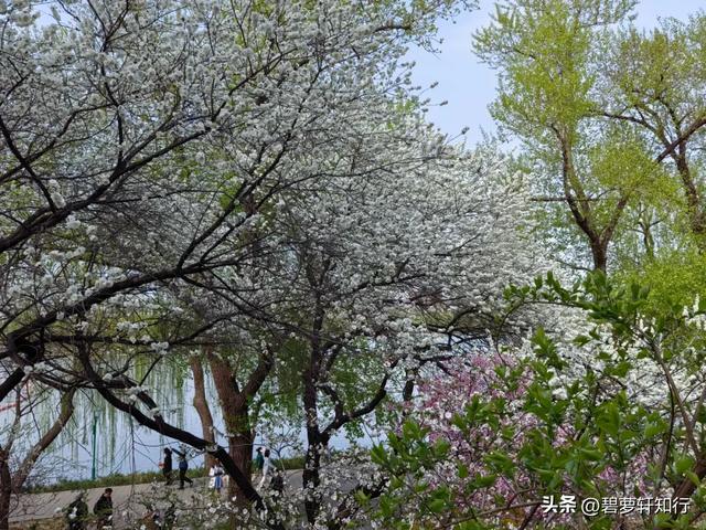 北京玉渊潭,赏樱正当时