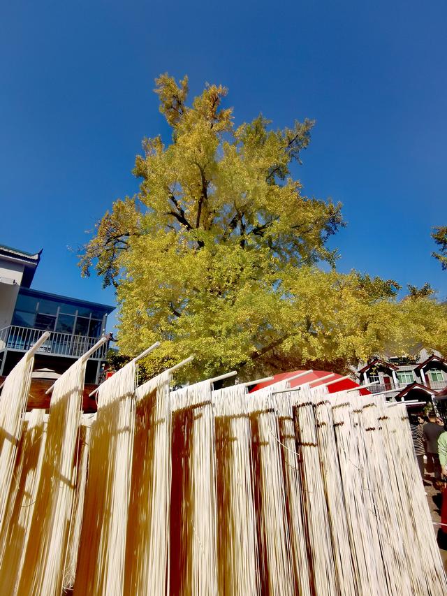 浙江:千年“银杏皇后”在长兴