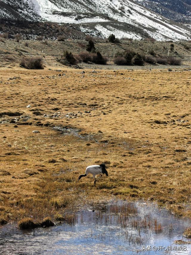 喀什经317到成都，边坝-洛隆，看祥格拉冰川，登顶观三色湖