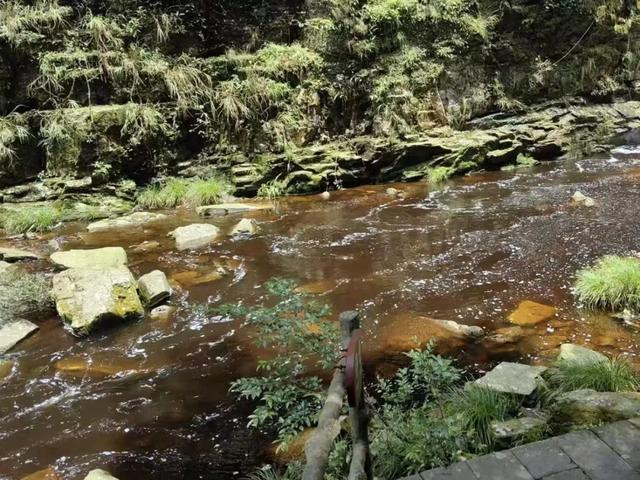 辟谣｜网传“南宁大明山的河水被污染，变成茶色了”？别急，这是大自然的馈赠