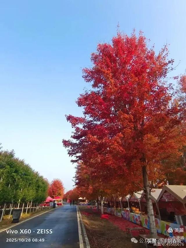 丹枫映秋，枫彩满楼｜申艳娟