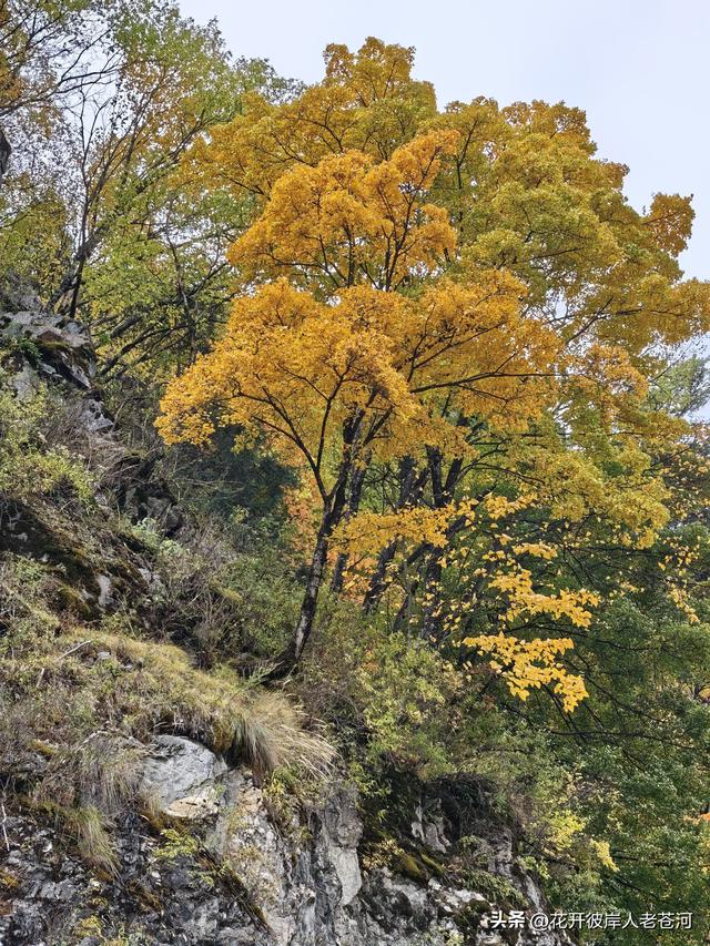 米亚罗彩林季，观赏一日游！