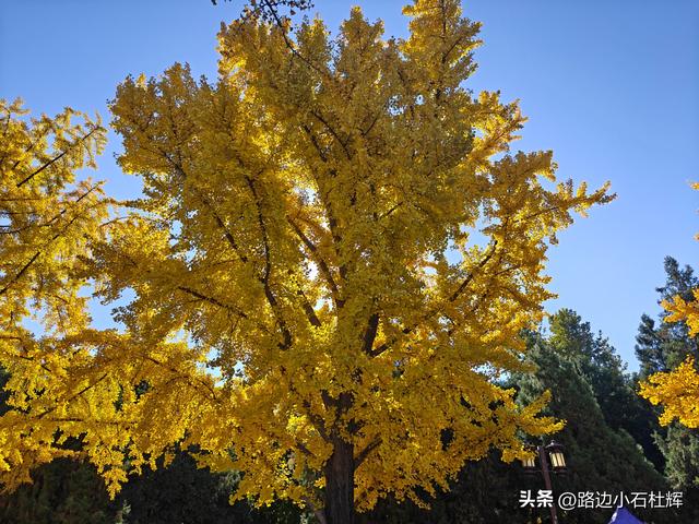 昔日皇家祭坛，今日大众踏秋——地坛秋日赏银杏