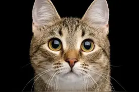 千万不要小看狸花猫，它在古代是贵族猫，在国外曾售价过万图片