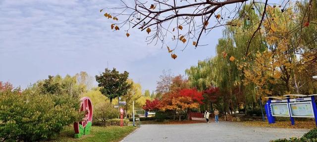 五彩斑斓！龙潭公园的初冬彩林，总有一抹色彩温暖你！