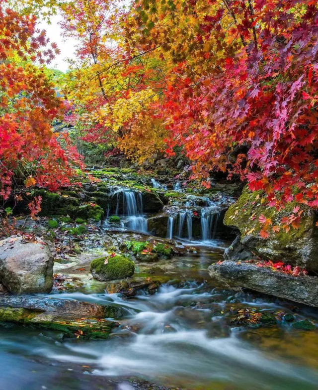 最佳观赏期！雅安的红叶彩林“封神”啦！