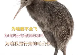 新西兰国宝：独一无二的奇异鸟图片