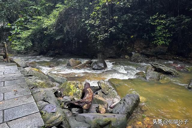 肇庆鼎湖山景区最新情况如何？预计重新开放时间是→