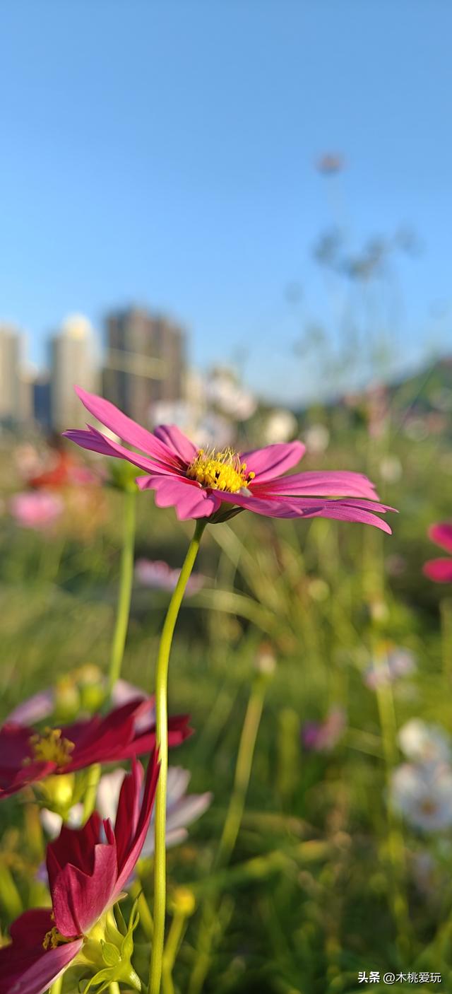 四会体育馆！千株格桑花盛放引万人打卡，全运会氛围藏着浪漫花海