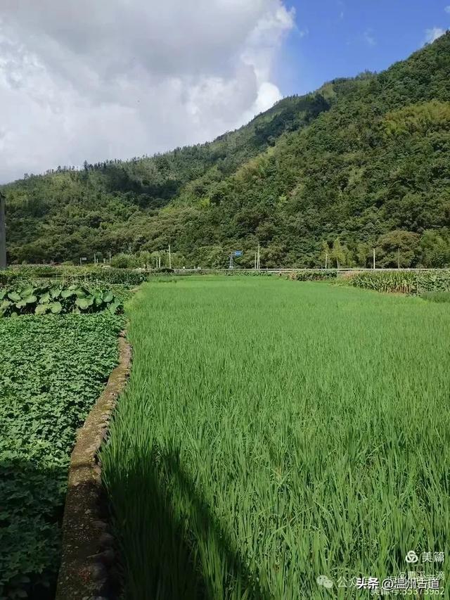 永嘉西北的网红打卡地，自驾游的好去处！