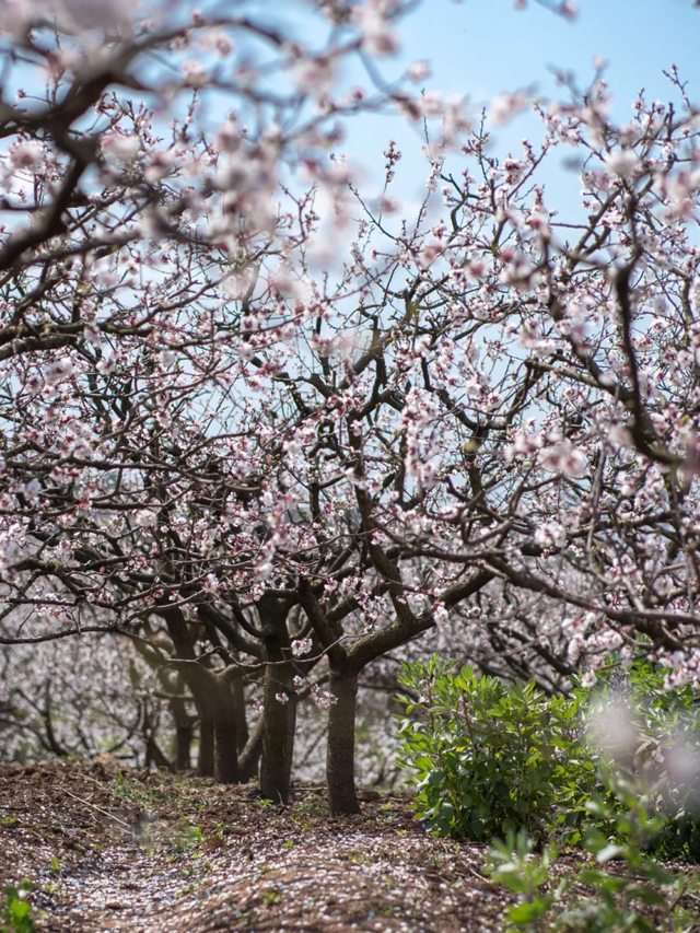 烟火成都丨哇塞！成都的春天也太会开了
