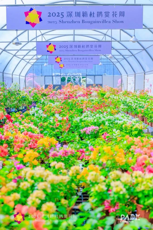 走！今天出发莲花山！拍“爆”20万㎡花海