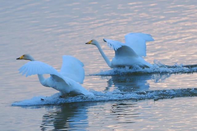 河南三门峡：天鹅湖晨曲