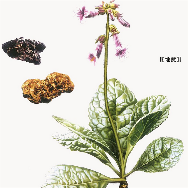 药师说中药（8）——地黄