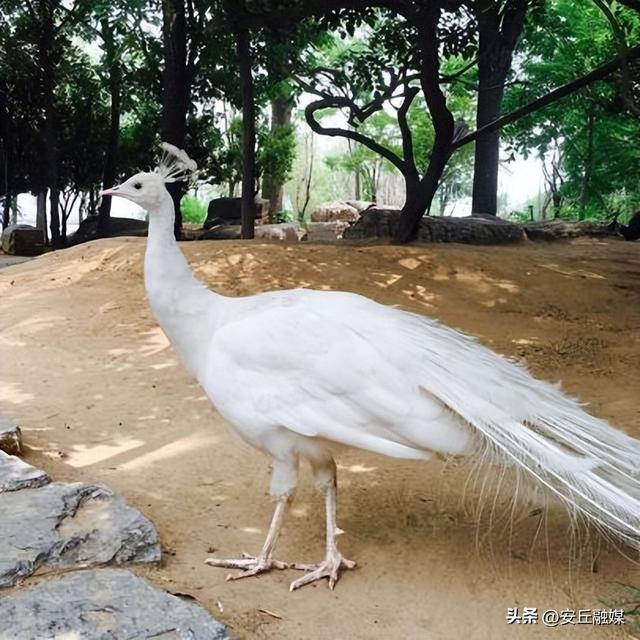 收藏贴！带您玩转潍坊的湖光水色