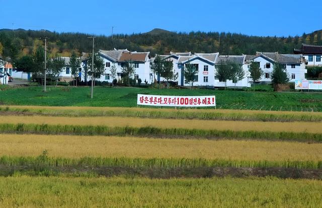 朝鲜人买猪肉需要票，而且大家更钟爱吃肥肉，排骨却无人问津