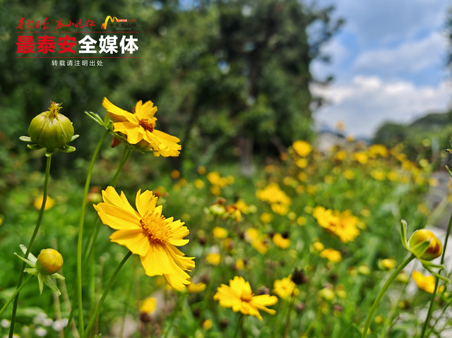 青绿泰山 清凉一夏丨夏日寻幽泰山玉泉寺，山水林间觅清凉