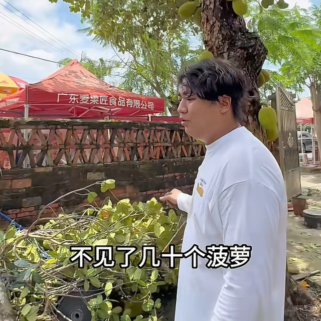 全红婵家几十年菠萝蜜树没了！爸爸为避台风忍痛砍树，老桩留院引网友心疼