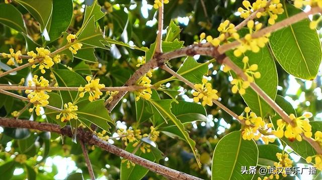 武汉第二波桂花开啦 ，去这些公园可赏金桂满枝