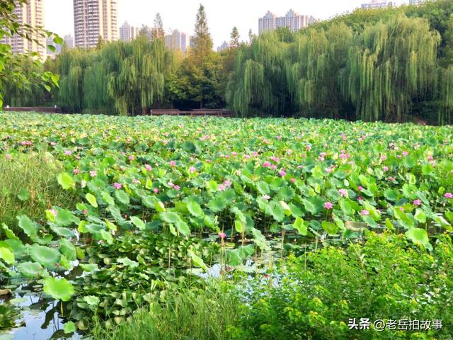 郑州市西流湖公园时下正是赏荷花观芦花的绝佳时候