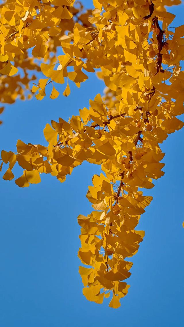 太全面了！8条游玩线路+京郊汤泉！带您玩转北京这里！（1）