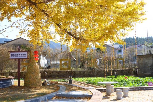 千年银杏，满树金黄！浮梁这座古村，藏着最治愈的冬日盛景