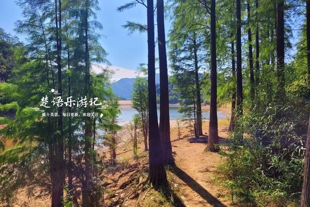 绍兴上虞发现了一处水杉林，面积不大但是清幽而美丽，适合周末游
