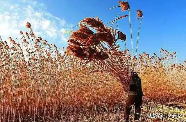 乌河岸边的芦苇荡