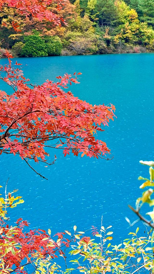 一日游暴走2.5w步，九寨沟遇见最美的秋天，色彩斑斓如童话世界！