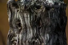 经常看新闻有人在河里挖到乌木，乌木很值钱吗？图片