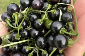 俗称“肿瘤消”，叶似辣椒叶，果实似葡萄，村里有人患肿瘤就找它图片