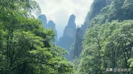 画中游:张家界金鞭溪大峡谷的仙境漫步