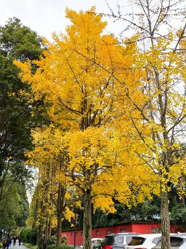 好看！好拍！郫都银杏打卡攻略→