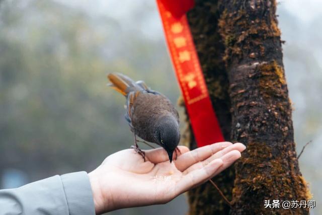 中国唯一没有平原的省，究竟有多“邪修”？贵州的山水过于惊艳