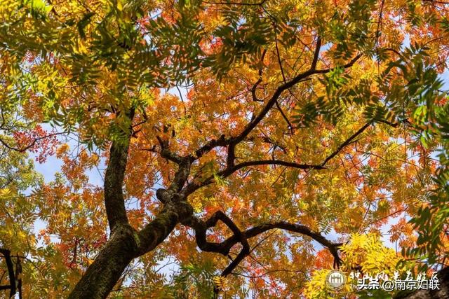 给个准信！盼了又盼的秋日“顶流”全部上线