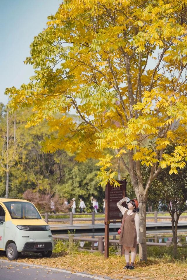 绝了！黄陂最被低估的宝藏赏秋地！