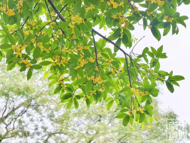 南宁秋天的第一缕桂花香,你闻到了吗?