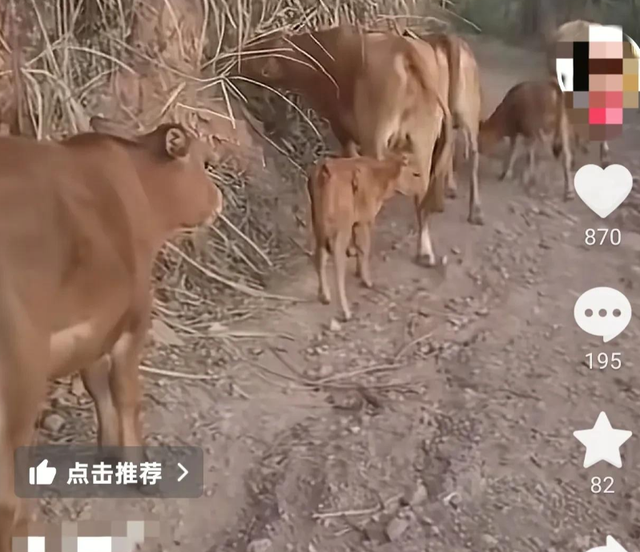 广西两兄弟51岁42岁仍是光棍，住毛坯房！姐姐回家后当场崩溃痛哭
