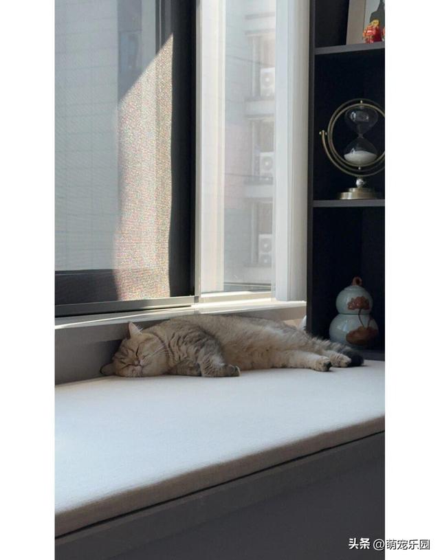 127平小窝住半年，家里主子爱窗台垫，朋友追着问来历