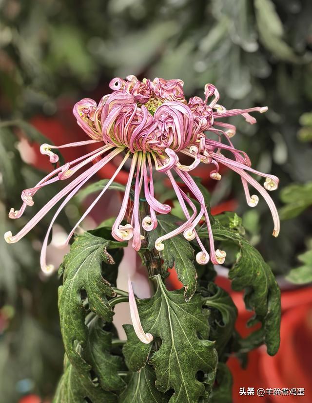 秋风独宠一园菊，晚来香艳出樊篱——北京北海公园2025年菊花展