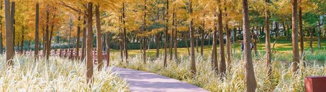 深圳秋日限定:三处落羽杉秘境,邂逅南国绚烂!