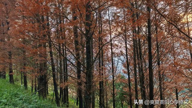 冬日里 修文县白虎山山体公园已换上五彩盛装